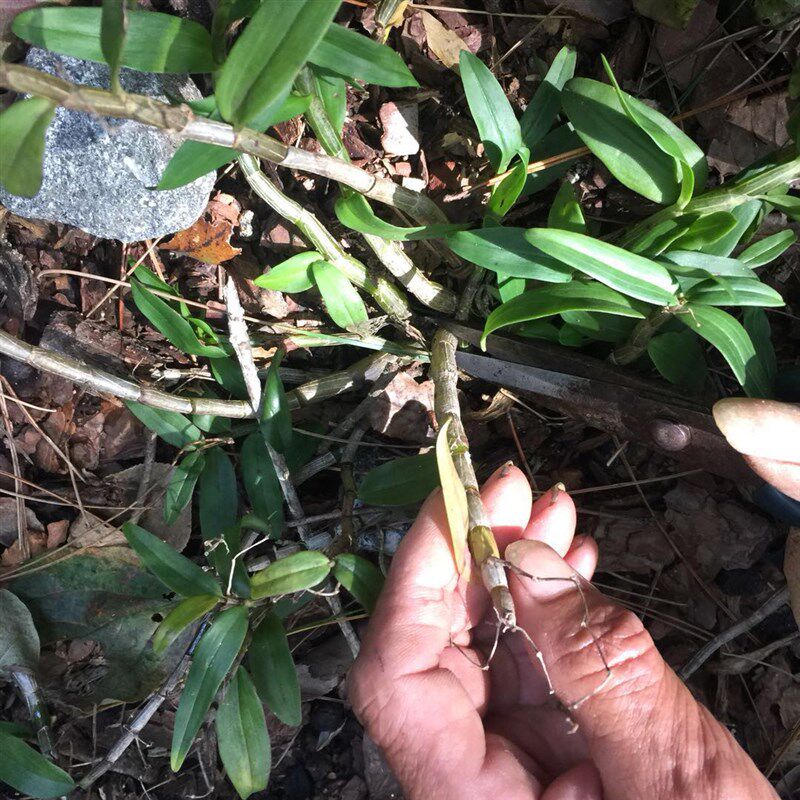 4年霍山原种铁皮林n下石斛苗石斛种苗石斛铁皮苗石斛苗霍山500g