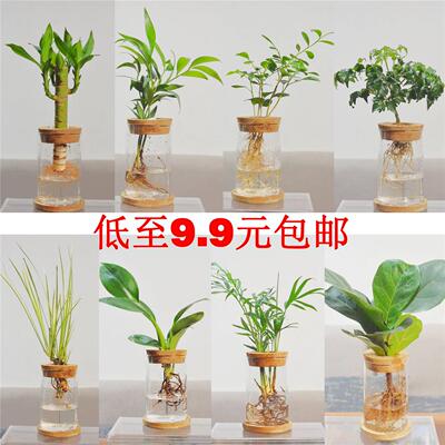 水培植物鸭脚木琴叶榕袖珍椰子室内桌面办公室绿植好养室内小盆栽