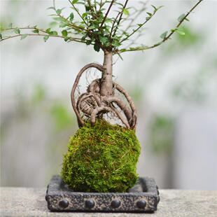 苔藓球室内趣味提根老桩小叶榔榆盆景室内外可养易养古典中式盆栽
