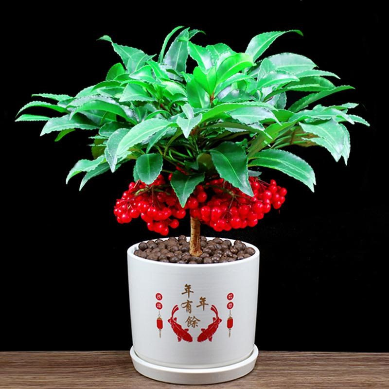 富贵籽盆栽黄金万两带果办公室内花招财H好养耐寒植物客厅桌面绿