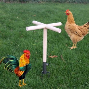 大型鹦鹉鸟站架家禽站杆实木户外互动草地站棍栖息鸡用站架现货