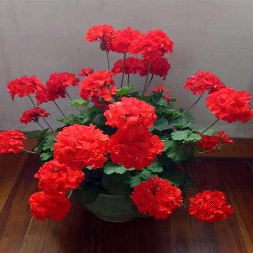 。重瓣天竺葵盆栽花苗垂吊大花卉植物室内四季带花发货开花不断好