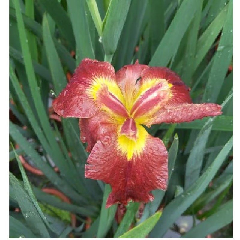 极速新品鸢尾花苗带花苞水培植物水生陆生玉蝉花盆栽水池池塘蝴蝶