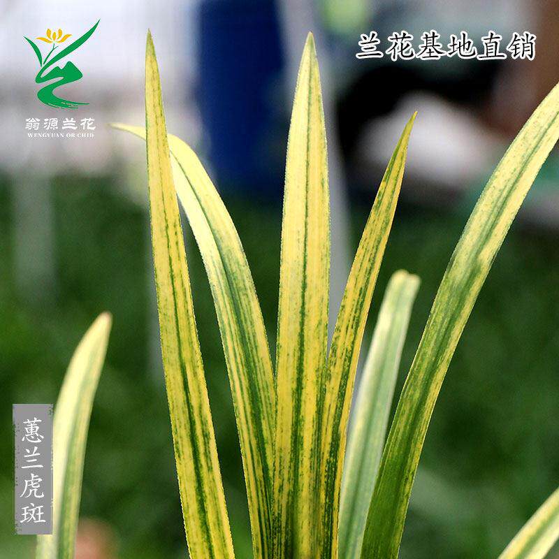 极速翁源兰花苗蕙兰大一品虎斑线艺浓香型好养室内办公室绿植花卉