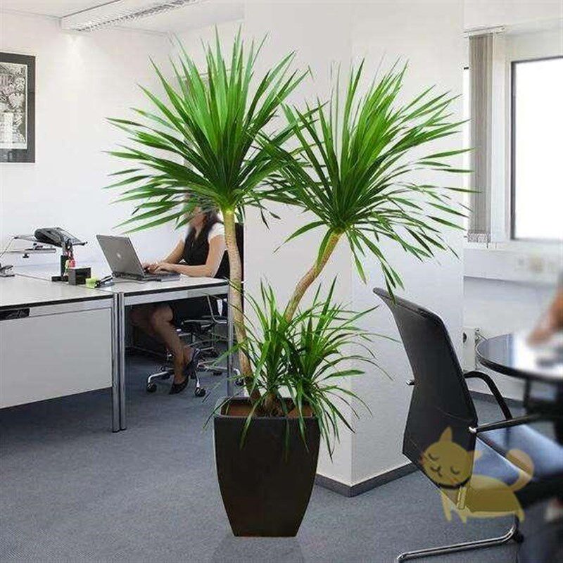 极速龙须室内花卉龙血树多头盆景植物办公室盆栽客厅铁树龙树