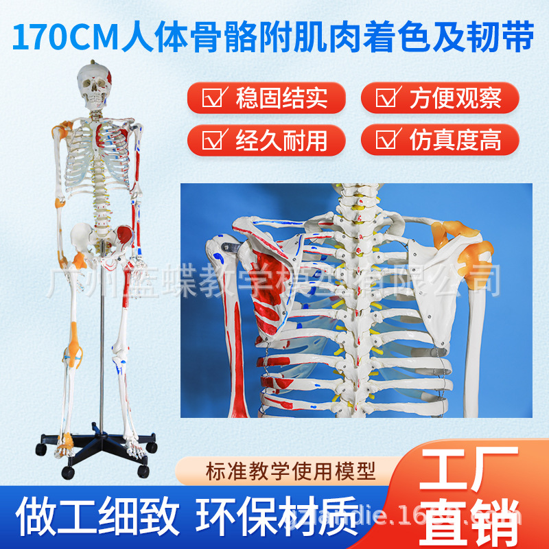 教学170CM全身人体骨骼模型附肌肉韧带骨盆瑜伽关节可拆结构骨架