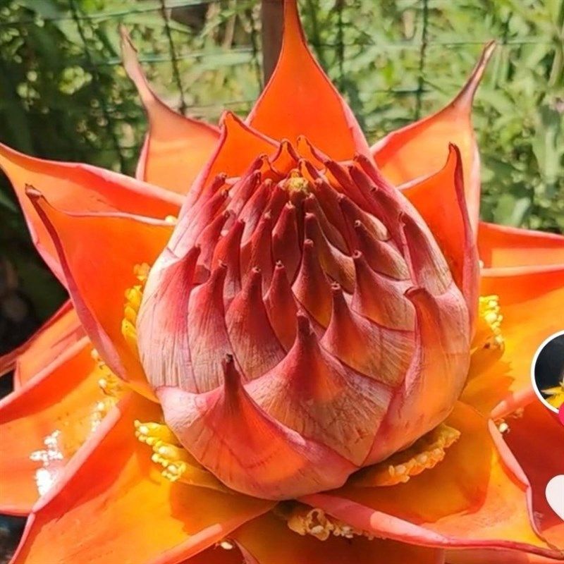 地涌红莲盆栽金莲莲大型带花苞花苗千瓣莲花云南大型花卉植物易活