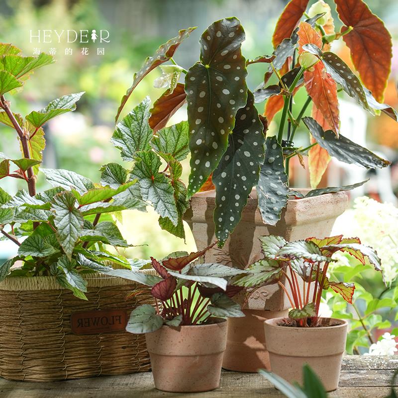 海蒂的花园旗舰店铁甲秋海棠盆栽花卉植物室内花办公室桌面绿植苗