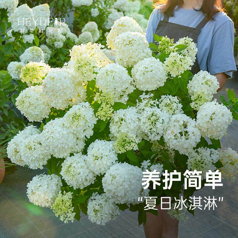 海蒂的花园 圆锥绣球盆栽苗石灰灯草莓圣代阳台庭院耐晒花卉植物