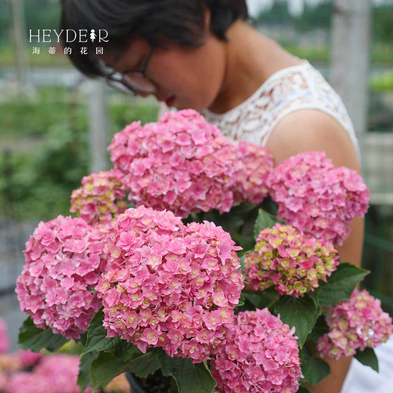 海蒂的花园旗舰店大花绣球花卉盆栽无尽夏花手鞠阳台庭院开花植物