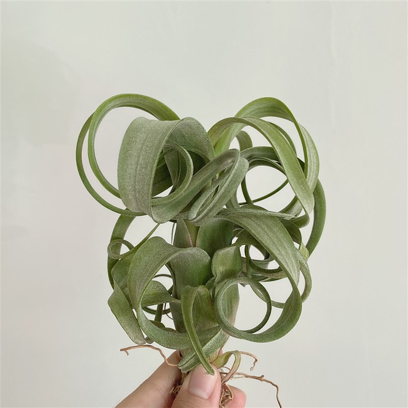 不梨不弃空气凤梨 花卷 花中花x电烫卷 无土植物盆栽绿植净化空气