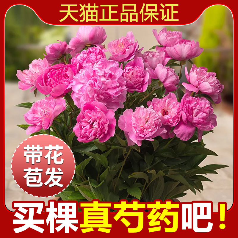芍药花苗重瓣带芽大苗鲜花四季开花卉阳台庭院牡丹花种根盆栽植物