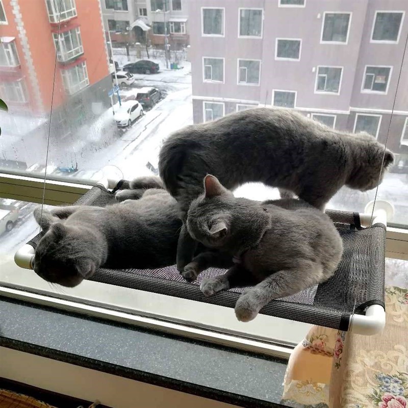 猫吊床挂窝吸盘式猫窝四季通用猫咪吊床窝窗台秋千小宠物猫咪2020
