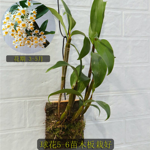 精选石斛木板栽好 铁皮金钗报春翅梗萼鼓槌肿节玫瑰球花石斛兰苗