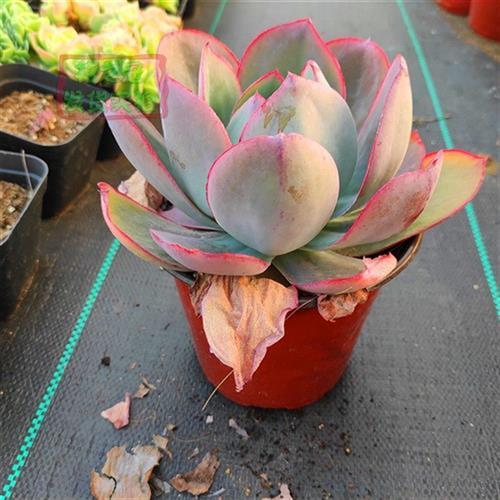 肯尼迪多肉巨大型多肉系列薄叶系植物薄叶中的百变星君经典品种