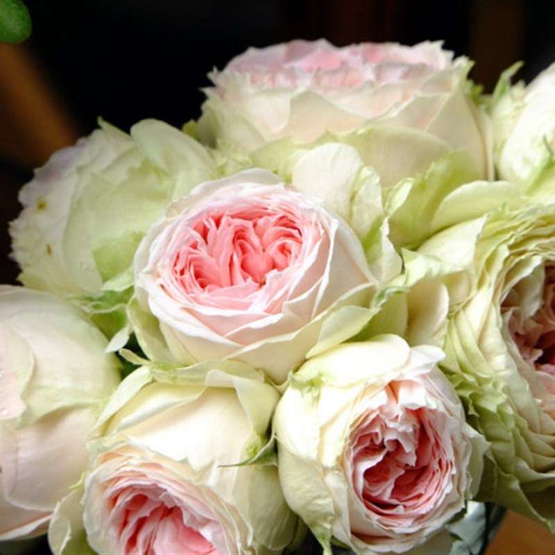 欧月 绒球门廊月季花苗室内阳台植物 超级多花非常漂亮强荐扦插