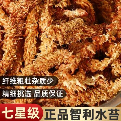 进口智利水苔毛毛虫水苔蝴蝶兰植物兰花专用土乌龟冬眠保湿干苔藓