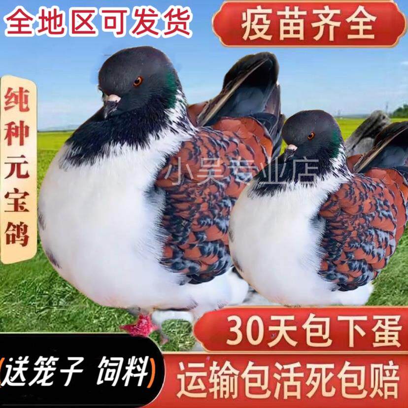 正宗元宝鸽观赏鸽巨型超大体元宝鸽种鸽青年鸽圆环特大公斤鸽包活