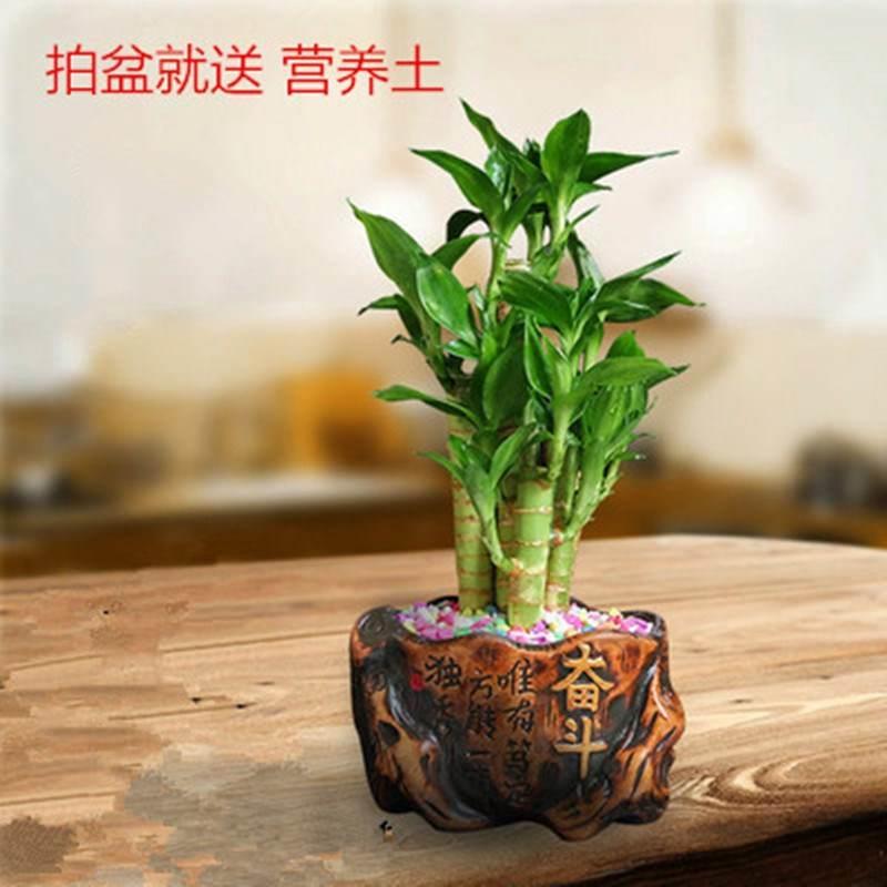 竹 竹 文昌竹开运转运竹带根室内办公桌面土培水培