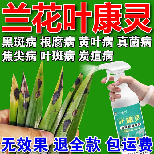 兰花黑斑焦尖丨1000+人付款