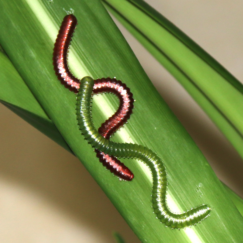 工厂带味道沙蚕软饵垂钓假饵 垂钓专用沙蚕假饵仿真