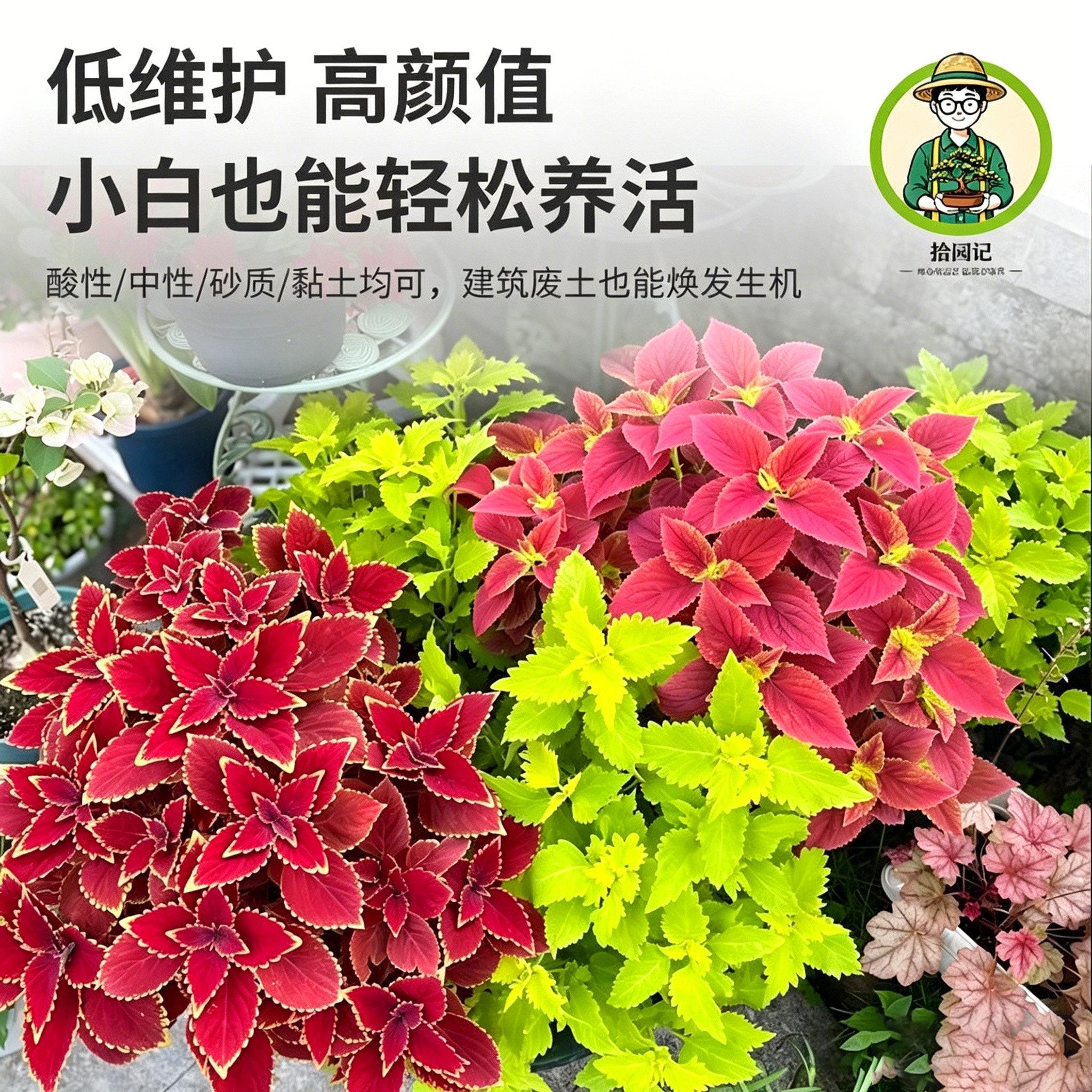 拾草园金边彩院叶盆栽室外庭阳台花坛红记彩叶草叶大苗耐热晒观叶