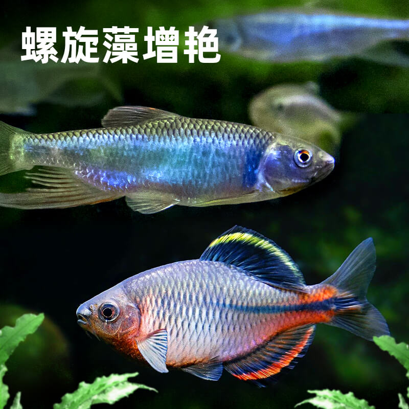 好货原生鱼饲料鳑鲏流石斑长宽鳍鱲鱼小型鱼马溪口专用鱼食白条鱼
