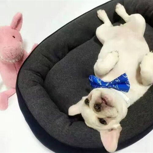 好货Pet products dog kennel new products in winter dog kenne
