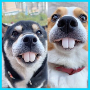 好货False Teeth For Dog Funny Dentures Pet Decorating Suppli