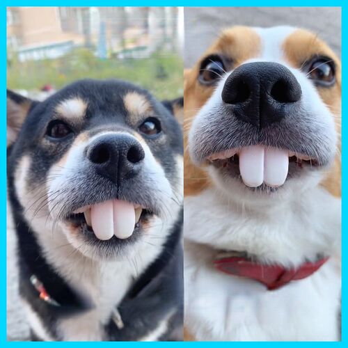 好货False Teeth For Dog Funny Dentures Pet Decorating Suppli