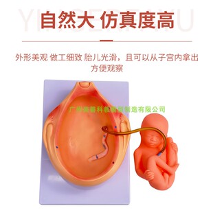 10部 怀孕十月胎儿模型 极速人体胚胎发育模型 妊娠胚胎发育过程