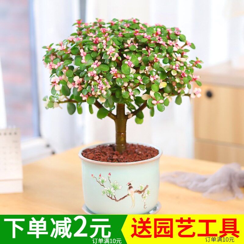 金枝玉叶盆栽老桩造型精品多肉植物稀有品种雅乐之舞盆景大株肉肉图片