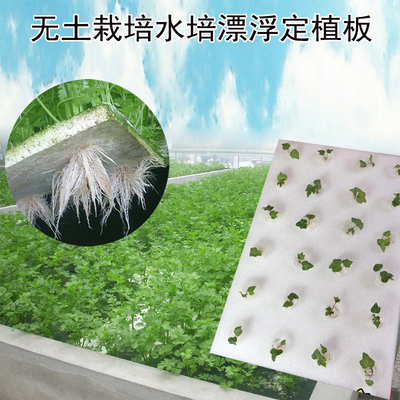 水培蔬菜漂浮定植板无土栽培种菜EVA海绵定植篮海棉固定浮板育苗