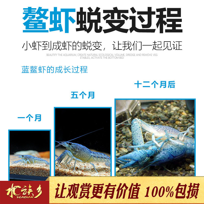 极速活体观赏虾宠物虾橘鳌佛蓝鳌虾淡水小龙虾澳洲龙纹螯虾天空蓝