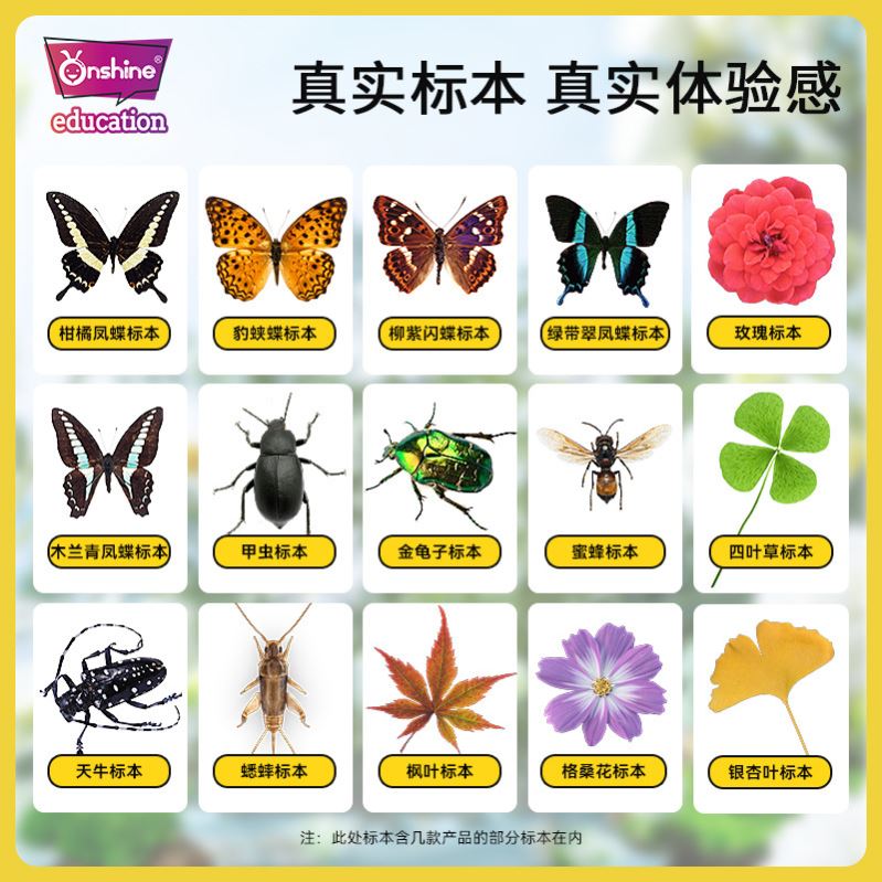 昆虫标本制作工具蝴蝶材料diy手工展翅板套装盒实验新手自制整姿