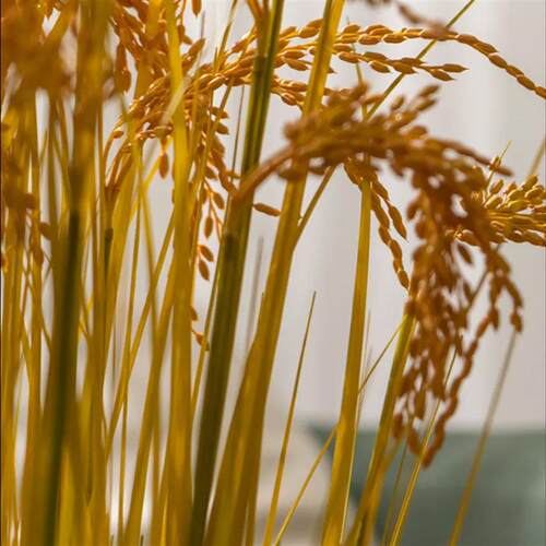 仿真稻水稻麦假花绿植物家居客厅馆博物展厅商场VXV穗店铺装谷饰