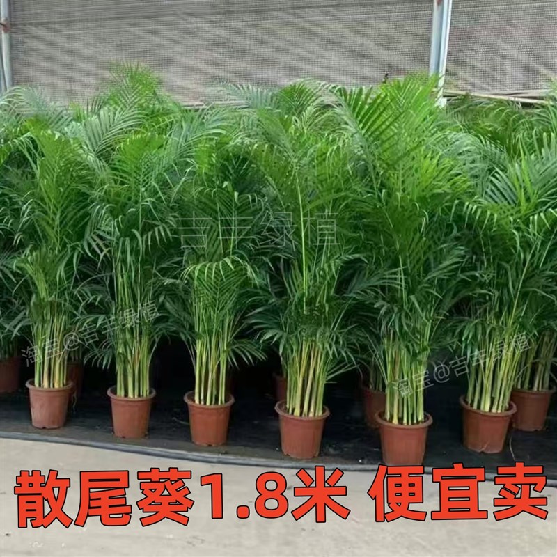 散尾葵植物盆栽客厅大型绿植室内落地办公室Q凤尾竹四季常青好养