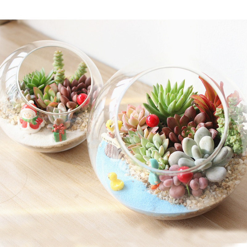 多肉植物组合盆栽肉肉植物黄丽白牡丹L桌面微景观DIY盆栽