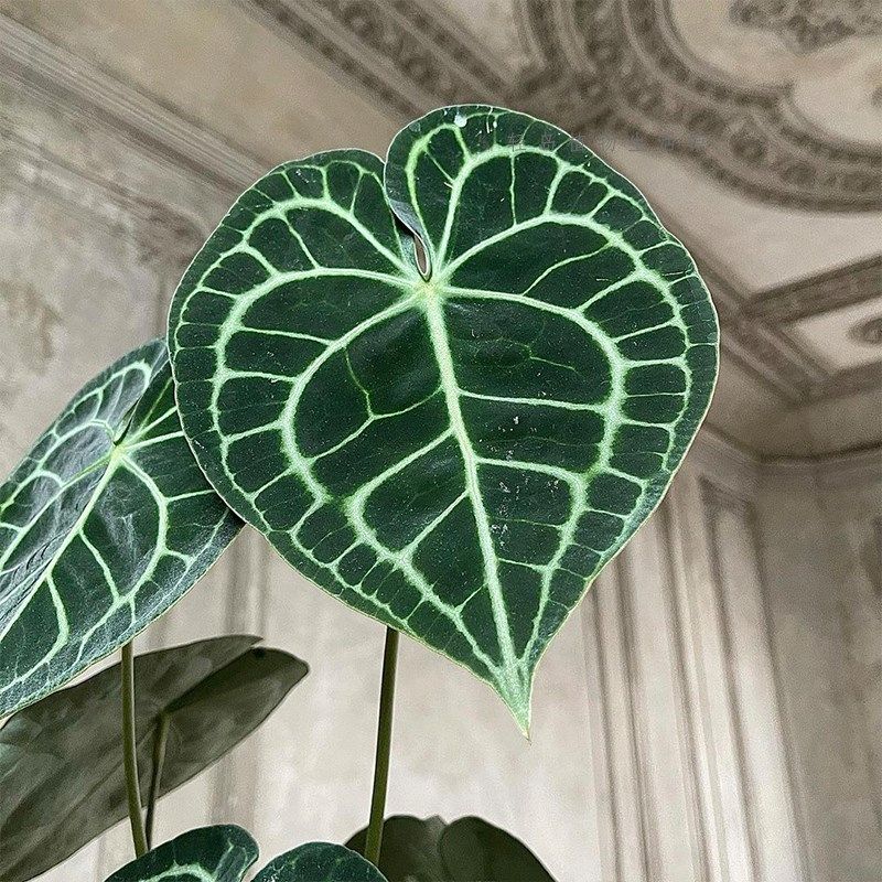 克莱恩花烛水晶盆栽热带丽晶心形大叶片好养室Q内观叶植物客厅阳