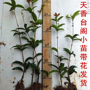 天香台阁四季桂花佛顶珠日香桂花卉盆栽易活 Q四季植物盆栽年宵花