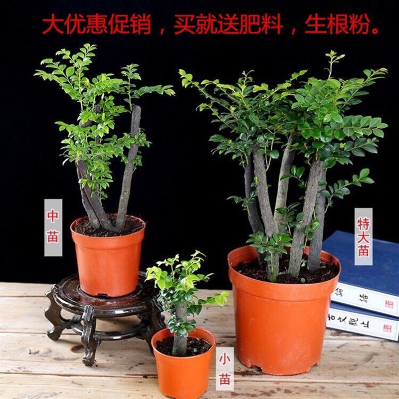 小叶紫檀盆景g独桩老桩阳台客厅盆栽 办公室桌面 绿植室内 小绿植