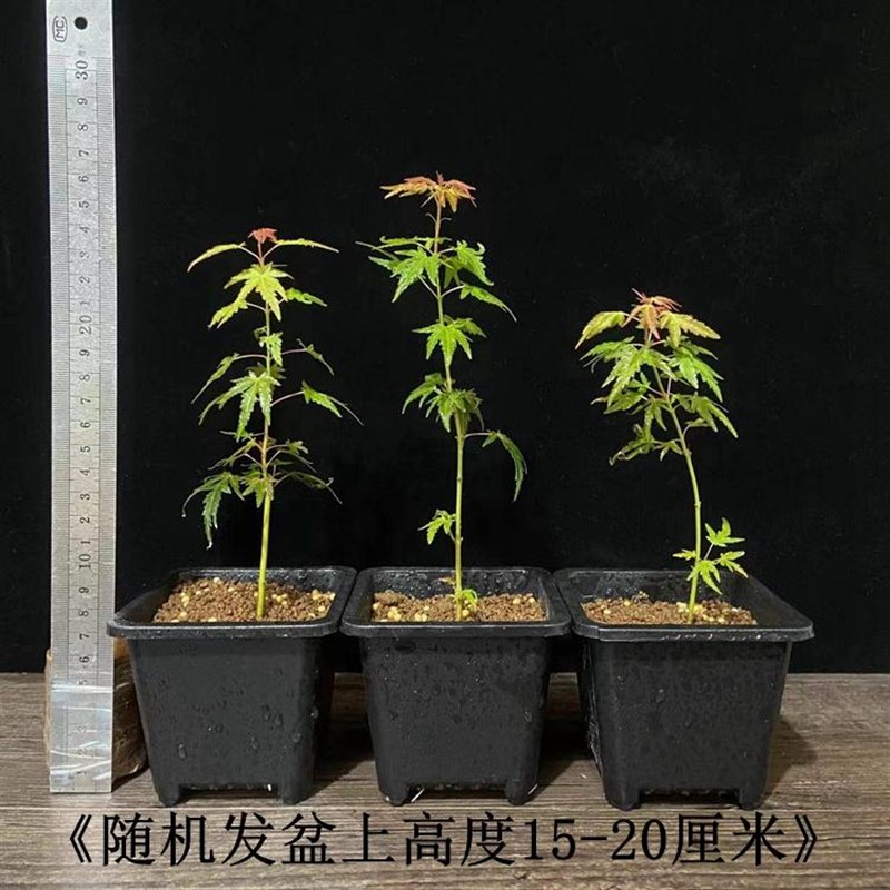 织姬枫树小叶红枫原生苗小微绿植盆景一物一拍造型办公室桌面盆栽