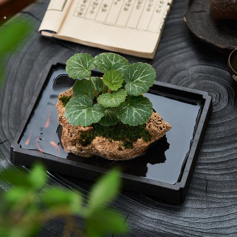 吸水石绿植狼尾蕨盆栽菖蒲盆景懒人好养植物虎耳草耐阴镜面草水培