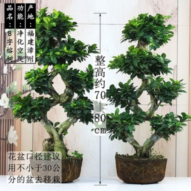 大型榕树盆景S弯型8字金钱榕树盆栽造型树桩室内净化空气绿植花卉