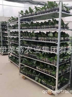 直销家庭阳台蔬菜种植架子，花卉台车，可移动可拆卸