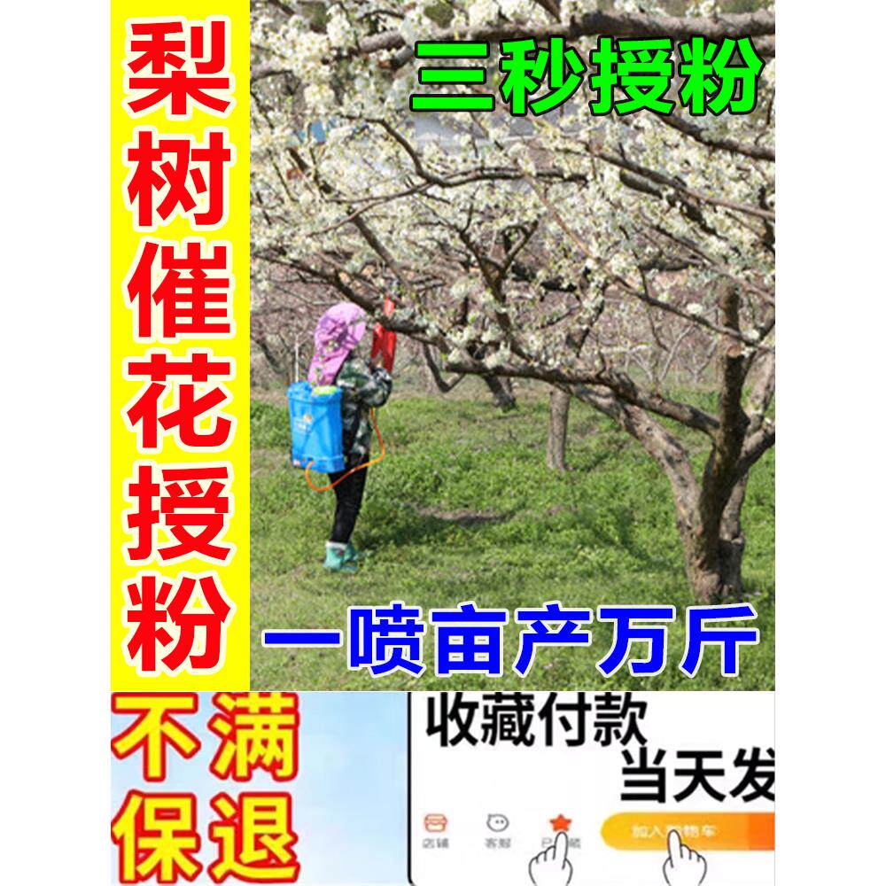 梨花授粉梨树花粉保花保果人工授粉神器果树防落座坐果精素授粉药