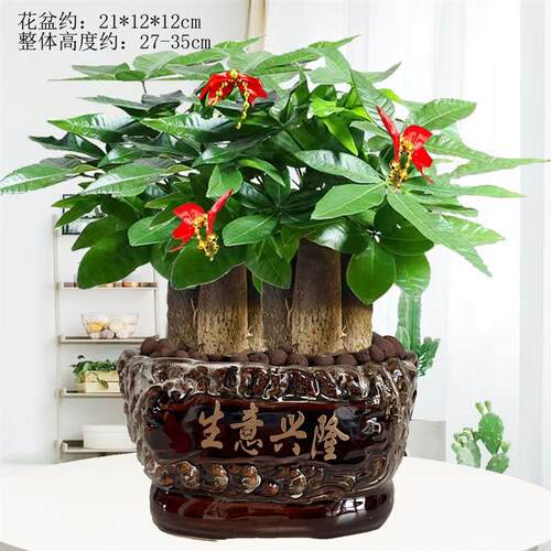 发财树盆栽乔迁花卉开业绿植办公室盆栽植物室内旺宅送礼盆景客厅