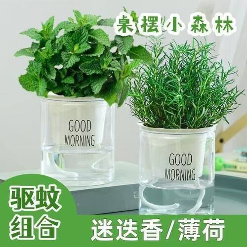 薄荷迷迭香盆栽可食用绿植桌摆驱蚊好养易活清香提神净化空气植物