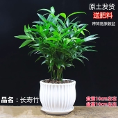 驱蚊竹柏水培植物大棵室内水养绿植花卉盆栽办公室桌面驱蚊草好养