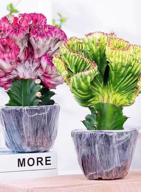 彩麒麟红色麒麟盆栽玉麒麟旺财镇宅客厅办公室摆件净化空气